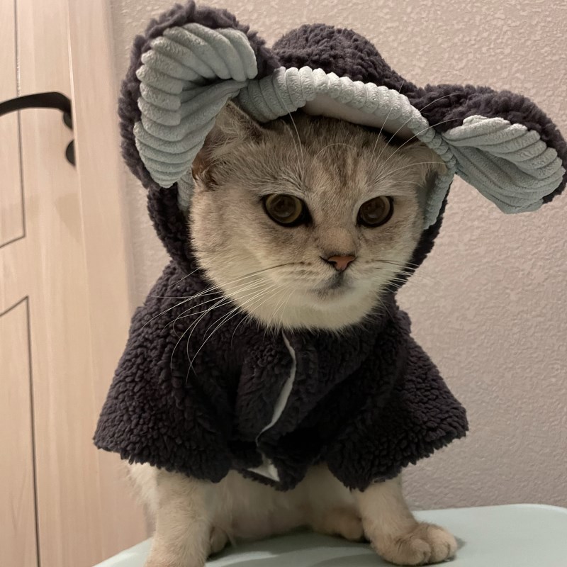 猫咪衣服秋冬保暖可爱熊变身装英短蓝猫布偶猫无毛猫秋冬加厚衣服