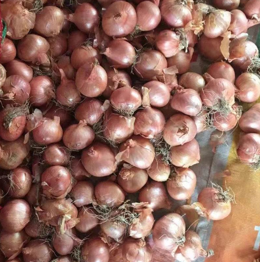 毛葱新鲜农家自种东北特产小洋葱头5斤装圆红葱头包邮