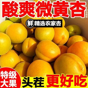 新鲜黄杏特级大果现摘现发酸甜微黄杏箱装当季水果