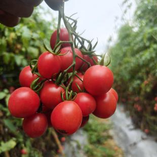 京东快递广东湛江电白千禧圣女果小番茄超甜孕妇水果新鲜冰糖现摘