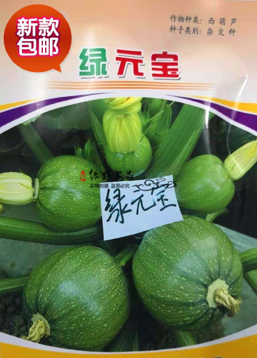 绿野上品|新育成抗病南美瓜西葫芦种子  绿元宝 无蔓藤小圆瓜青瓜
