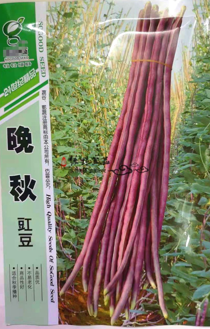 源自农家老品种中熟八月秋紫豇豆种子 晚秋玫瑰红 夏季秋播种耐热
