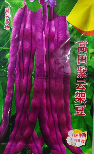 早熟40天高产优质紫云架豆种子
