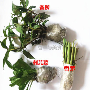 越南香菜鱼生菜刺芫荽假元西洋芫荽刺芹香柳香蓼泰国香草种盘栽苗