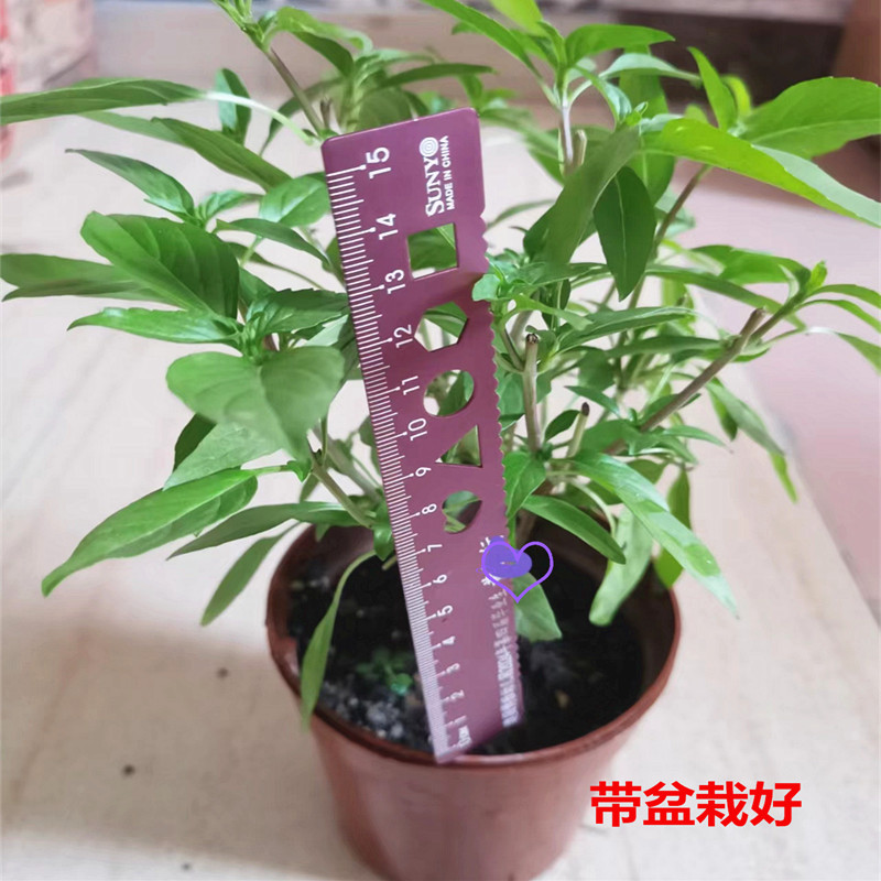 泰国罗勒盆栽苗香草植物