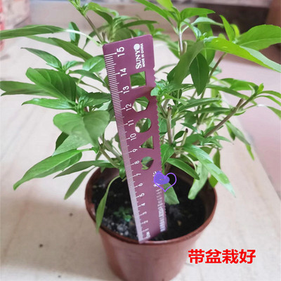 泰国罗勒盆栽苗香草植物
