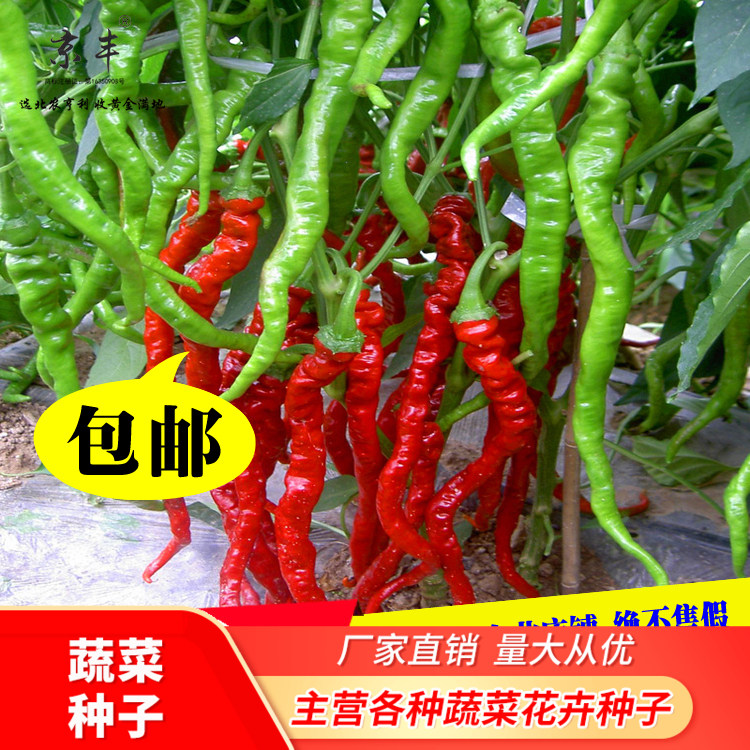 改良航椒4号线椒种子辣椒 皱皮螺丝线椒 四季播农家田园蔬菜种子