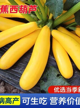 香蕉西葫芦种子营养丰富金黄色香蕉瓜四季盆栽阳台蔬菜水果种籽苗