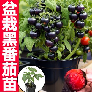 矮生黑珍珠小番茄苗秧苗盆栽红黄圣女果樱桃西红柿种子阳台带土球