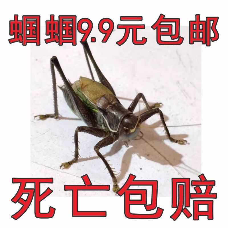 蝈蝈活虫活物鸣虫野生平谷铁蝈蝈绿蝈蝈饲料罐具用品崛起商贸