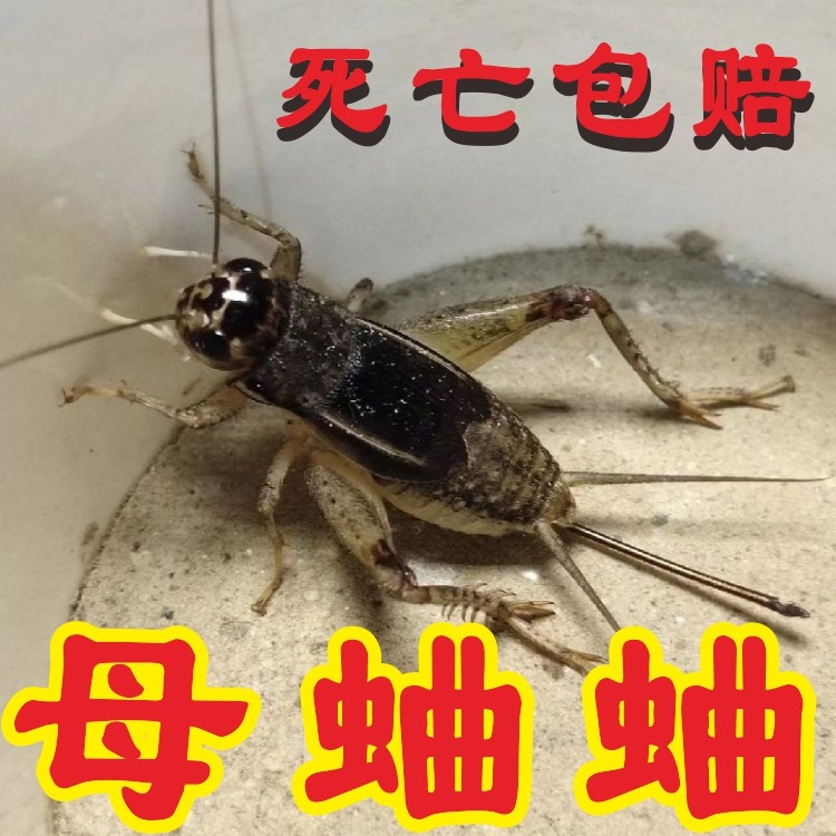 野生蛐蛐山东蟋蟀斗母蛐蛐三尾鸣虫长枪扎子产卵贴灵崛起商贸