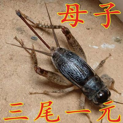 母蛐蛐三尾贴灵交尾用母子