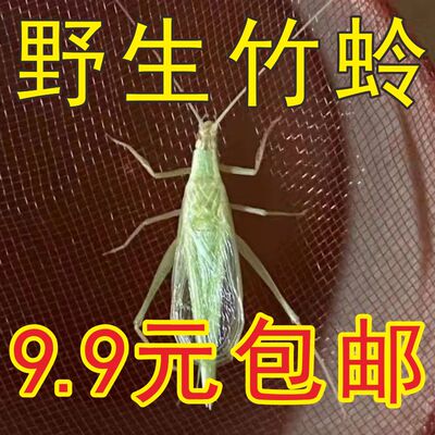 精品青竹蛉死亡包赔鸣虫