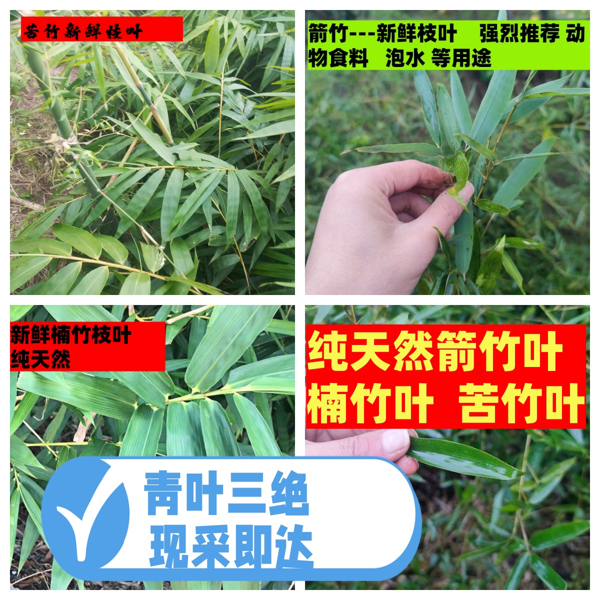 新鲜竹叶四川现摘食用天然无污染