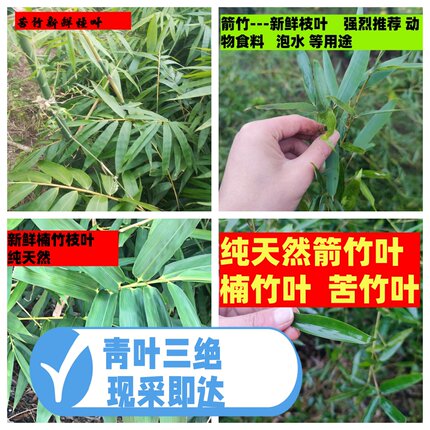 四川现摘新鲜竹子叶中药材箭竹叶楠竹叶苦竹叶食用泡茶动物食料叶