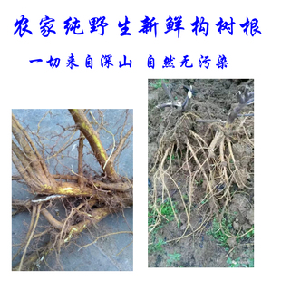 中药材新鲜构树根褚桃根构树根构树汁构树叶现挖现发500克