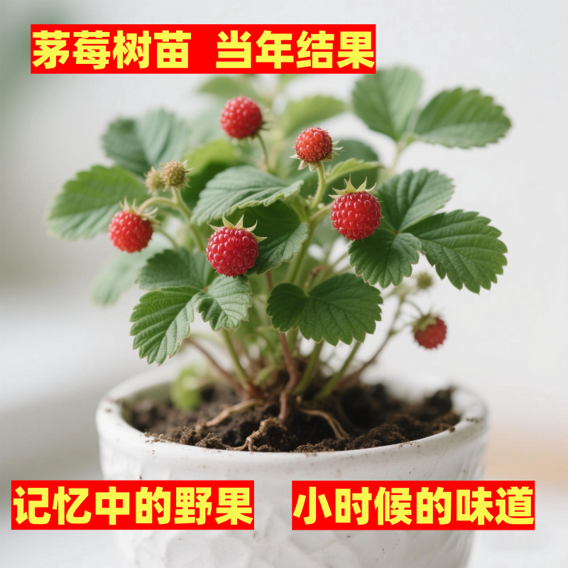 新鲜茅莓苗覆盆子树苗中药材非红树莓草莓悬钩子苗盆栽地栽果树苗