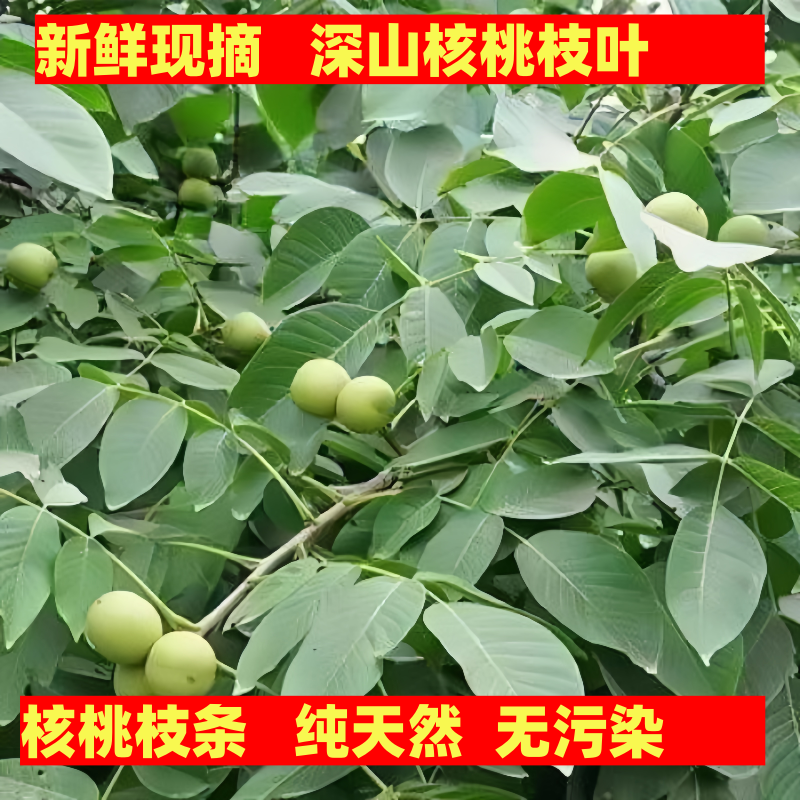 新鲜野生核桃树叶叶子中草药包邮