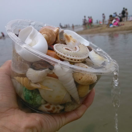 天然迷你小海螺贝壳鱼缸水族箱造景装饰摆件