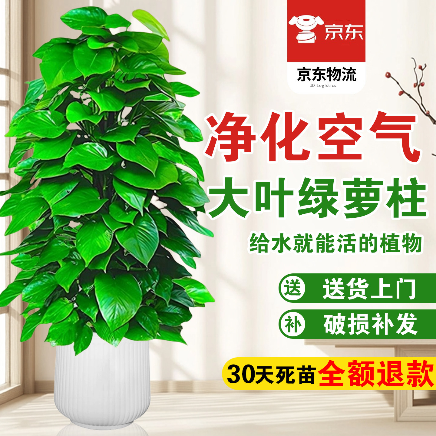 大叶绿萝柱盆栽植物室内吸除甲醛的绿植长藤款办公室客厅净化空气