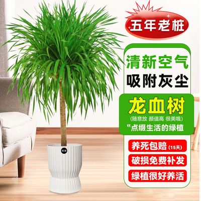 老桩龙血树盆栽大型绿植