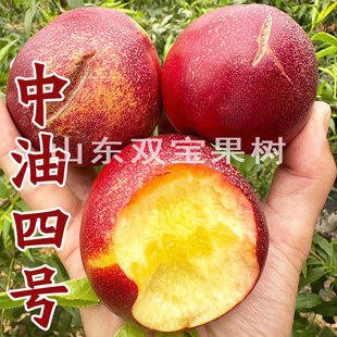 嫁接中油4号油桃树苗北方南方种植早熟黄肉忆香蜜麻点油桃树苗