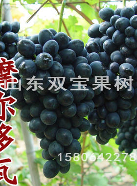 摩尔多瓦葡萄树苗包成活包对版