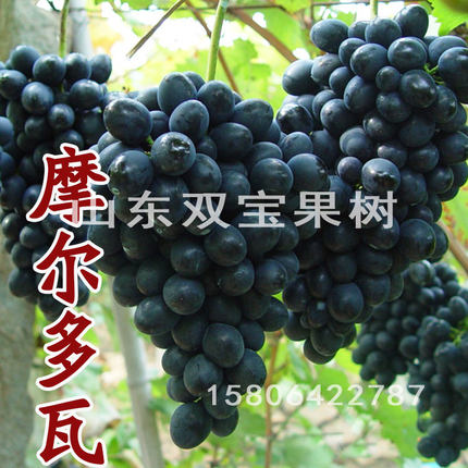 山东平度大泽山 嫁接扦插 摩尔多瓦葡萄苗 黑提 秋黑 葡萄树苗