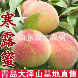 山东嫁接晚熟特大寒露蜜桃树苗北方南方种植地栽盆栽当年结果桃苗