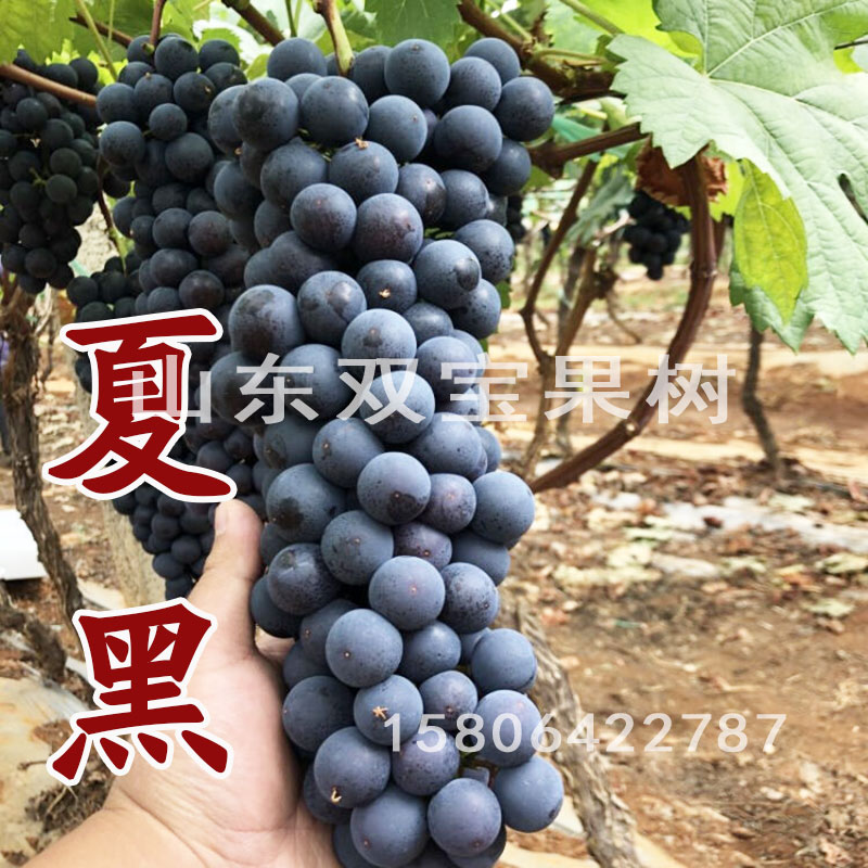 山东 夏黑葡萄苗 芽变 早夏无核 爬藤葡萄树苗南方北方种植新品种