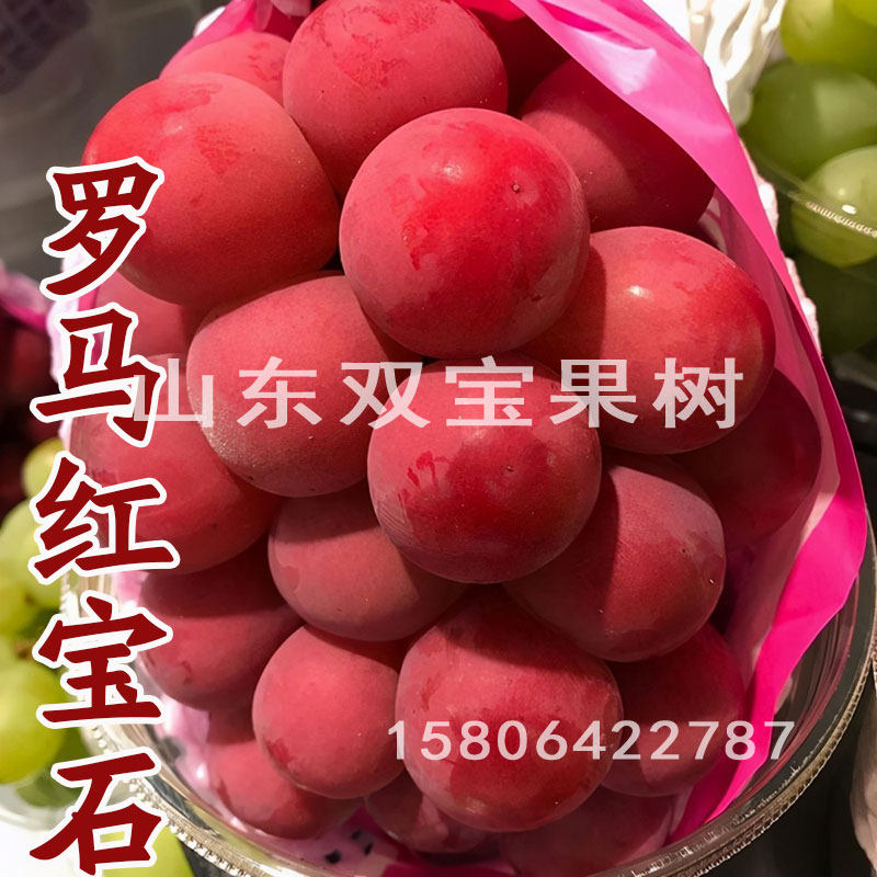 浪漫 罗马红宝石葡萄苗 特大粒 抗病 北方南方种植新品种葡萄树苗