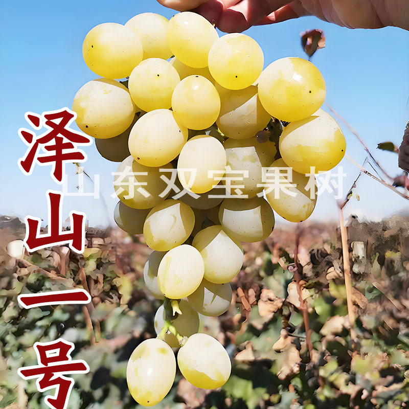 正宗大泽山泽香泽山一号葡萄苗