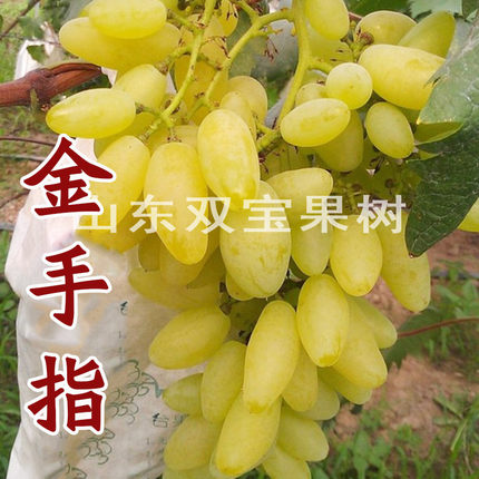 山东平度大泽山 盆栽地栽庭院爬藤 金手指葡萄苗 南方北方种植