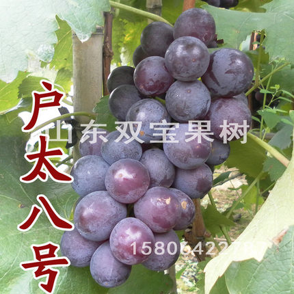 山东平度 嫁接扦插 户太八号 8号 葡萄苗 南方北方种植 葡萄树苗