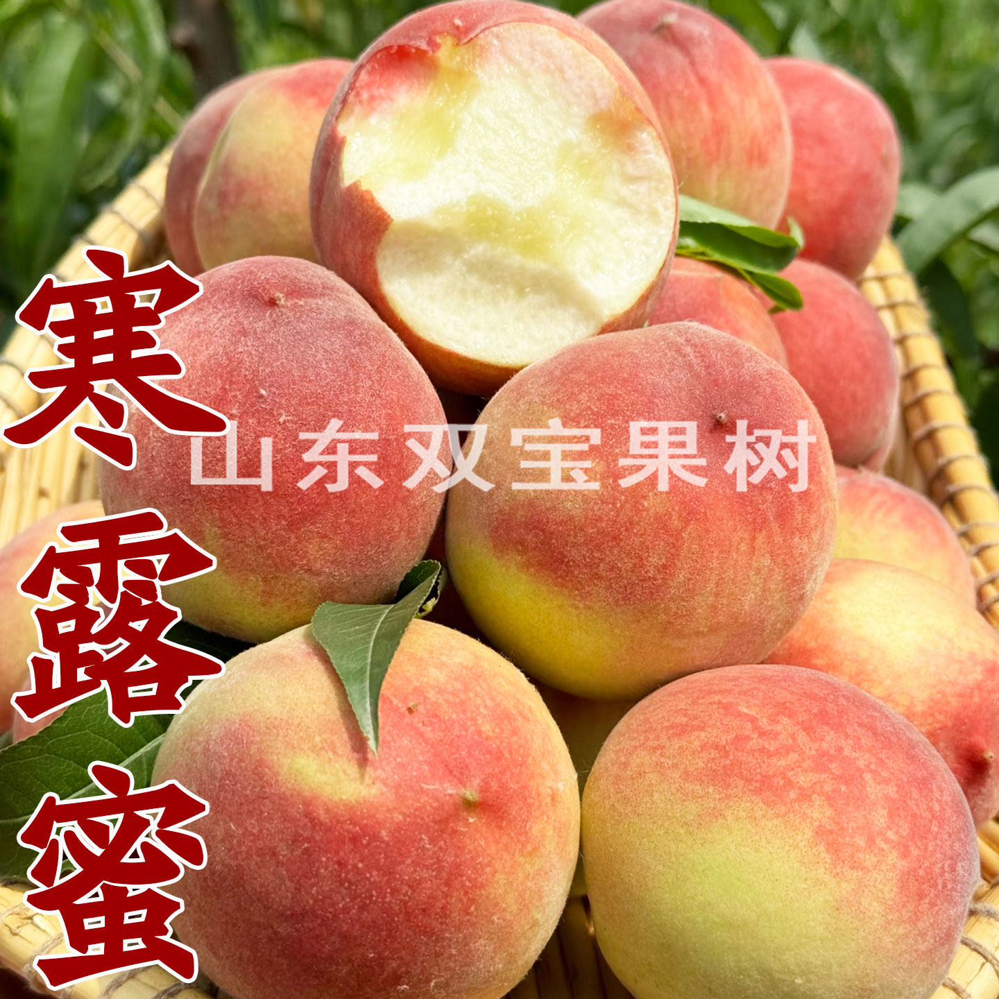 山东嫁接晚熟特大寒露蜜桃树苗北方南方种植地栽盆栽当年结果桃苗