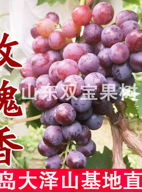 正宗玫瑰香葡萄苗当年结果包成活