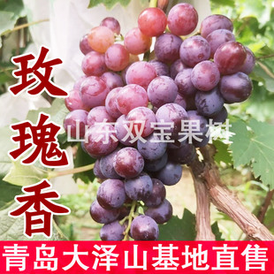 大泽山玫瑰香葡萄苗南方北方种植耐寒当年结果新品种葡萄树苗木