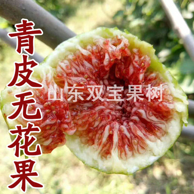 无花果树苗威海青皮保证成活