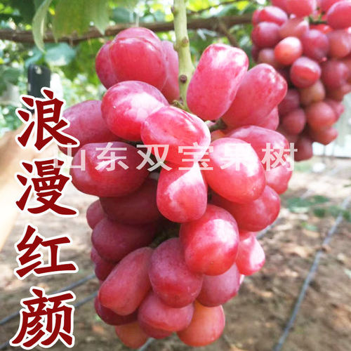 山东大粒浪漫红颜新品种葡萄苗