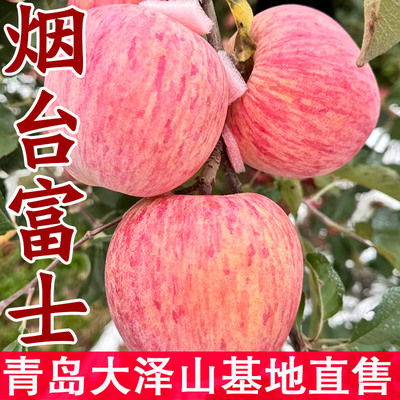 山东嫁接红富士苹果树苗当年结果