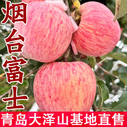 山东嫁接红富士苹果树苗当年结果