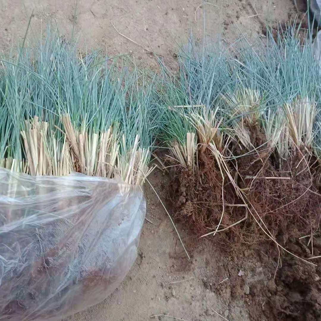 蓝羊茅 蓝绒草裸根苗  多年生宿根美化植物 基地直销