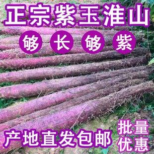 【淘果夫】正宗紫玉淮山广西特产新鲜紫山药脚板薯农家酒店食材