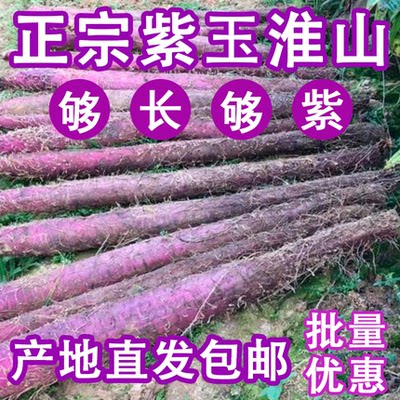 广西土特产粉糯口感紫淮山山药