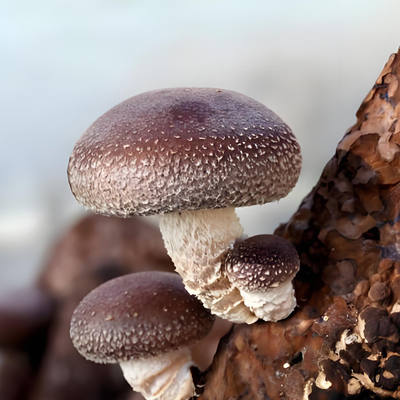 庆元新鲜香菇新鲜采摘发货