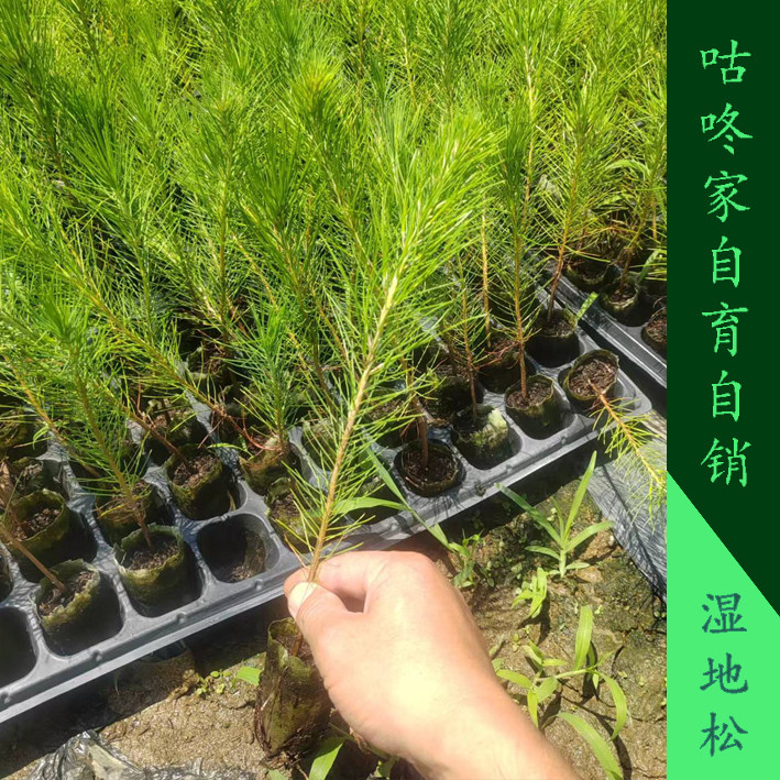美国高油脂绿化工程湿地松