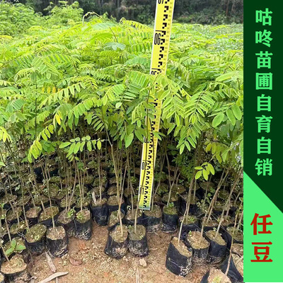 任豆树苗绿化矿坑复绿