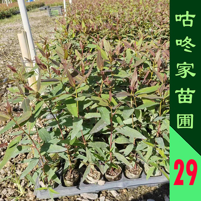 正宗速生桉树苗八桂种苗绿化工程