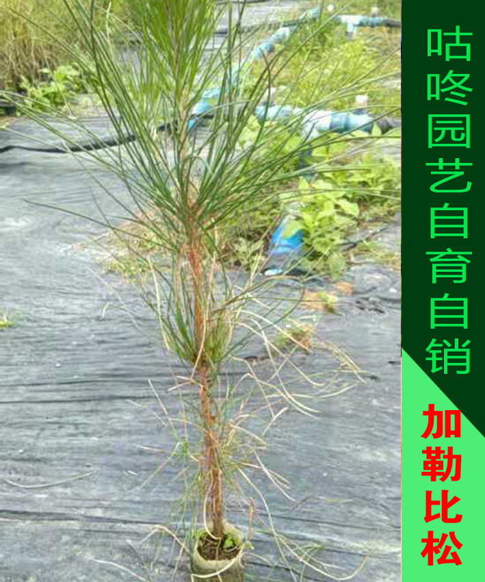 加勒比松树苗 古巴松松树苗 油松树苗 高油脂树苗工程苗雪松