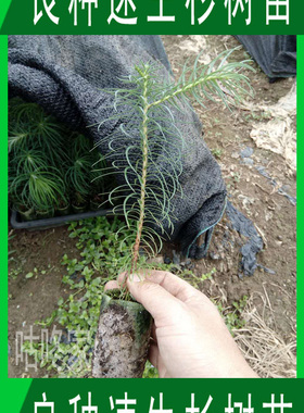 良种速生杉木苗 刺杉树苗  香杉苗沙木苗 杂交杉树苗带杯带叶发货